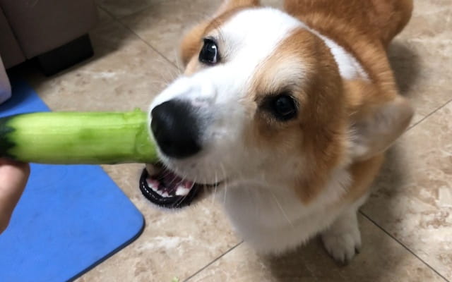 狗狗能吃黄瓜吗