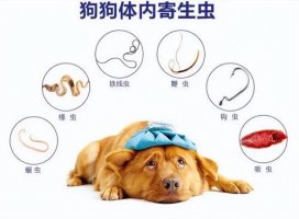 宠物驱虫要注意什么
