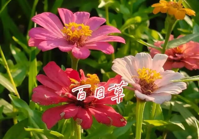 百日草8月播种多久开花