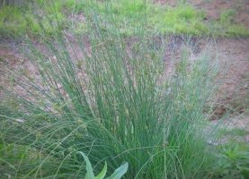 龙须草长什么样子