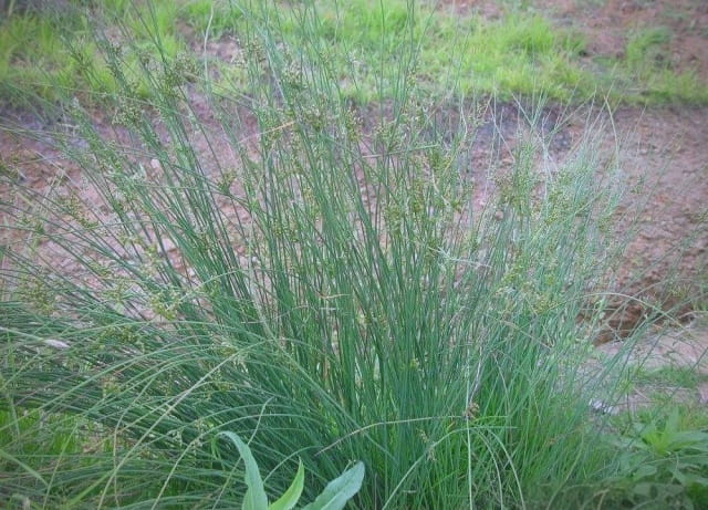龙须草长什么样子