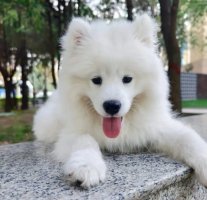 怎样训练萨摩耶听话？