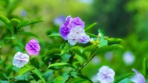 双色茉莉有毒吗