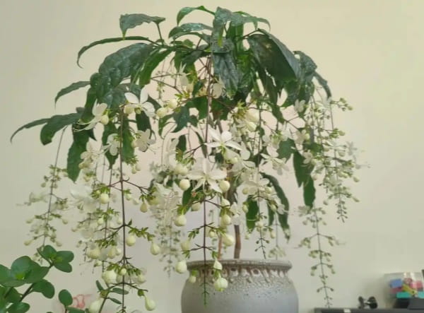 垂丝茉莉好养吗
