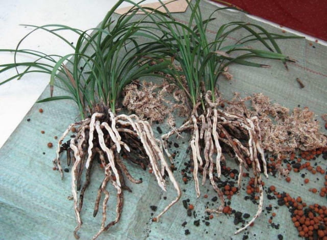 兰花夏天翻盆要注意