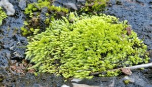 苔藓植物为什么长不高
