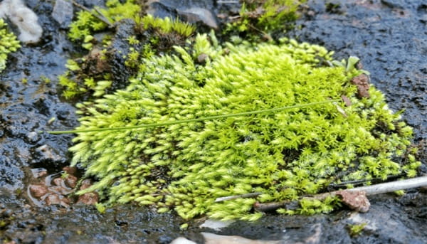 苔藓植物为什么长不高