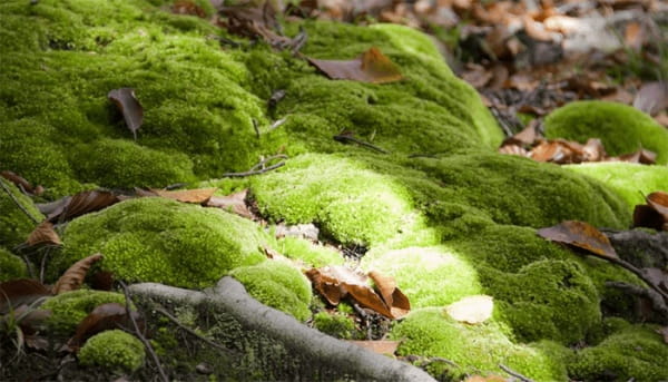 苔藓植物为什么长不高