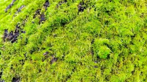 苔藓植物的特征