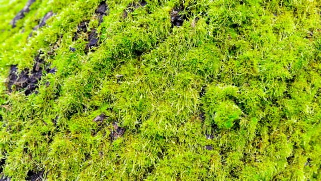 苔藓植物的特征