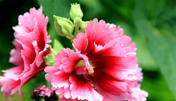 蜀葵1.png 蜀葵种子夏天可以种吗