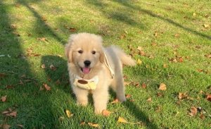 金毛幼犬怎么训练？