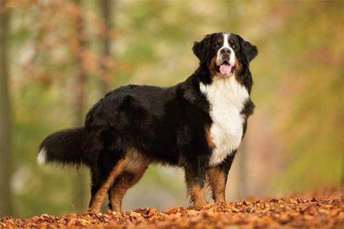 伯恩山犬为什么不建议养-1