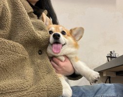 狗狗鼻子出血是怎么回事