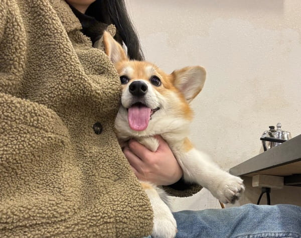狗狗鼻子出血是怎么回事