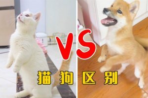 养猫还是养狗更花钱？