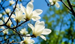 上海的市花是什么