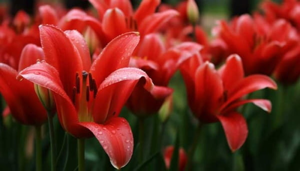 郁金香简介及生长习性