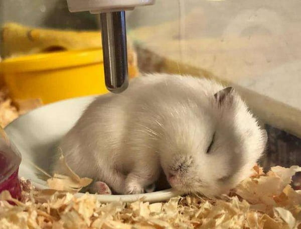 仓鼠装死是什么原因？