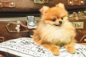 博美犬聪明排第几