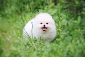 博美能吃核桃吗