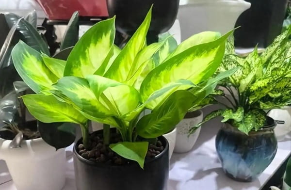 万年青有毒吗