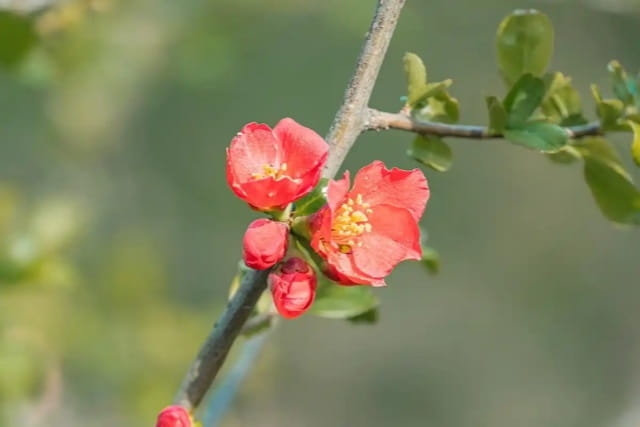 红玉海棠简介及生长习性