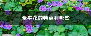 牵牛花的特点有哪些
