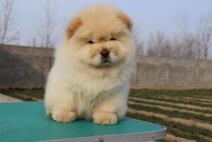 两个月的幼犬用遛吗