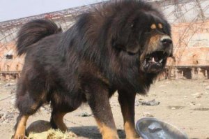 藏獒被主人打后会记仇吗？