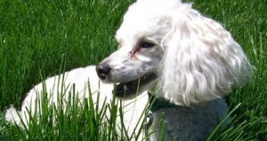 为什么养巨贵犬的人不多