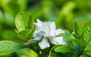 栀子花几月份移栽