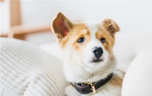 狗狗被打后会记恨主人吗？