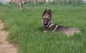 狼青犬长大需要几个月