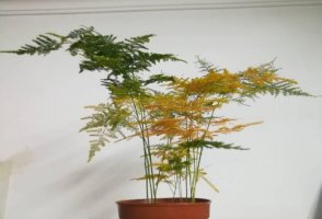 文竹变黄了还能恢复吗