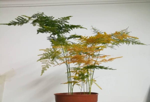 文竹变黄了还能恢复吗