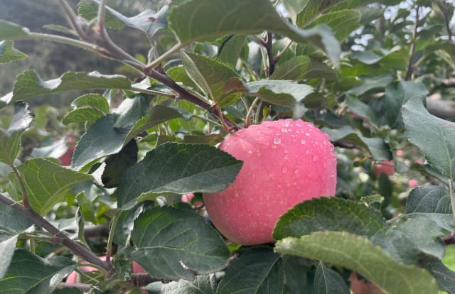苹果树几年结果