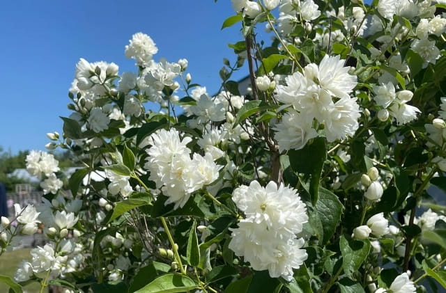 山梅花简介及生长习性