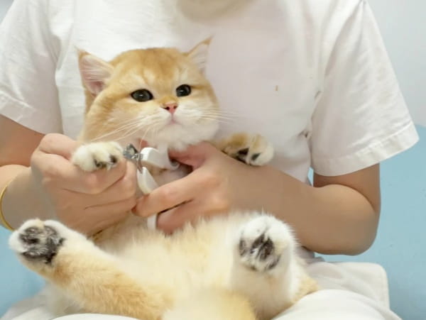 小猫多大可以剪指甲？