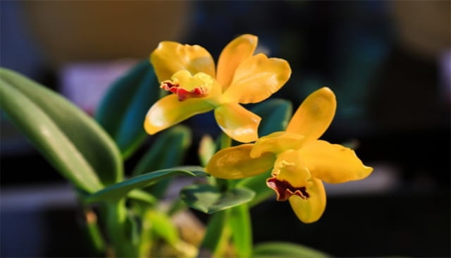 君子兰怎么养才能开花