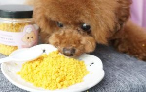 泰迪能吃玉米吗
