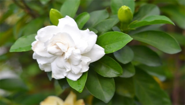 栀子花的养殖方法和注意事项