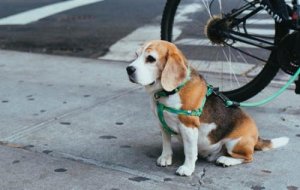 幼犬能喝豆浆吗