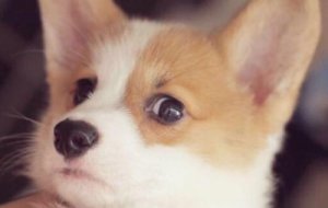 柯基可以吃番茄吗？
