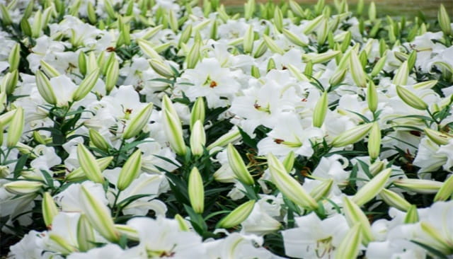 百合花的花语