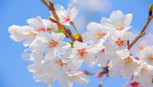 樱花的花语