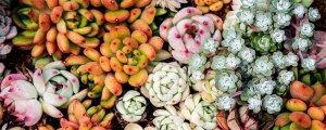 多肉植物怎么养