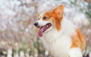 狗狗能吃鸡皮吗