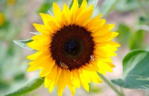 向日葵什么季节开花