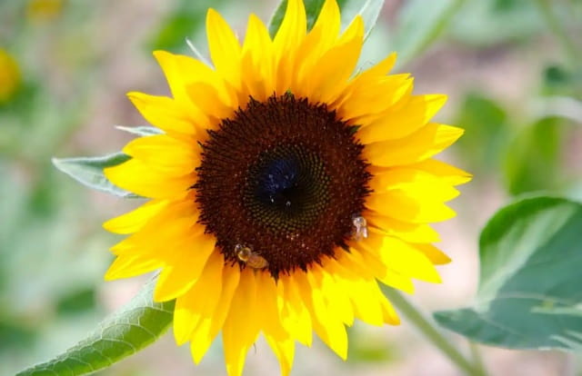 向日葵什么季节开花